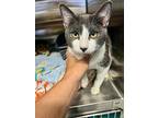 Waffles, Domestic Shorthair For Adoption In Sebastian, Florida