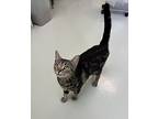 Millie, Domestic Shorthair For Adoption In Blountville, Tennessee