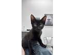Paddy, Domestic Shorthair For Adoption In Greenville, Texas