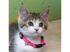 Rosemary, Domestic Shorthair For Adoption In Troy, Ohio