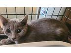 Meisha, Domestic Shorthair For Adoption In Forty Fort, Pennsylvania