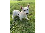 Benny, Westie, West Highland White Terrier For Adoption In Big Prairie, Ohio