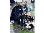 Mew, Domestic Shorthair For Adoption In Duncan, British Columbia