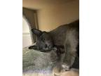 Ghost, Domestic Shorthair For Adoption In Duncan, British Columbia