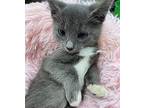 Jenga, Domestic Shorthair For Adoption In Athens, Tennessee