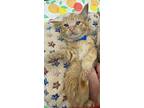 Ford, Domestic Shorthair For Adoption In Athens, Tennessee