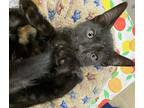 Bronco, Domestic Shorthair For Adoption In Athens, Tennessee