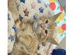 Dodge, Domestic Shorthair For Adoption In Athens, Tennessee