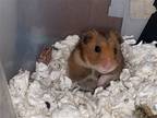 Gus, Hamster For Adoption In Aurora, Illinois