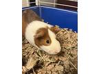 Sir Pigglesworth, Guinea Pig For Adoption In Seville, Ohio