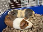 Piggley Winks, Guinea Pig For Adoption In Seville, Ohio
