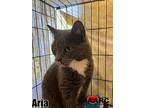 Aria, Domestic Shorthair For Adoption In Maryville, Tennessee