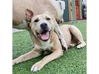 Jessie (tomboy!), American Pit Bull Terrier For Adoption In San Francisco