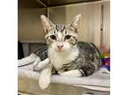 2406-0809 Mr. French, Domestic Shorthair For Adoption In Virginia Beach