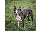 Macky, Boston Terrier For Adoption In Merriam, Kansas