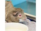 Ash, Guinea Pig For Adoption In Golden, Colorado