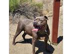 Beefy, American Pit Bull Terrier For Adoption In Grand Junction, Colorado