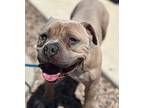 Geralt, American Pit Bull Terrier For Adoption In Grand Junction, Colorado