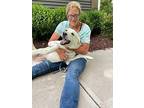 Claire, Labrador Retriever For Adoption In Massillon, Ohio