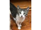 Marty, Domestic Shorthair For Adoption In Antioch, California