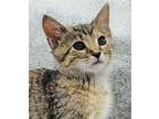 Mira, Domestic Shorthair For Adoption In Evergreen, Colorado