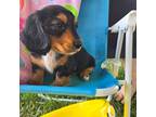 Dachshund Puppy for sale in Smoketown, PA, USA