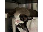 Glacier - Barn Cat, Snowshoe For Adoption In Vancouver, Washington