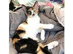 Moony #lucky-charm, Calico For Adoption In Houston, Texas