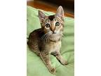 Eden, Abyssinian For Adoption In West Hills, California