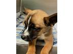 Bolt, Terrier (unknown Type, Medium) For Adoption In Amarillo, Texas