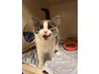 Stoney, Domestic Mediumhair For Adoption In Pottsville, Pennsylvania