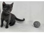 Verona, Russian Blue For Adoption In New York, New York