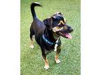 Skippy, Terrier (unknown Type, Medium) For Adoption In Novato, California