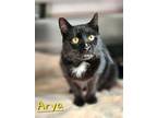 Asher, Domestic Shorthair For Adoption In Cambridge, Maryland