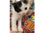 Ying And Yang - Female & Male, Domestic Shorthair For Adoption In Monrovia
