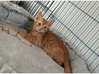 Jack, Egyptian Mau For Adoption In Manchester, New Hampshire