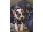 Pickles, Boston Terrier For Adoption In Warrenton, Missouri