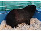 Dewyo, Guinea Pig For Adoption In Salisbury, Massachusetts