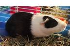 Snoopie, Guinea Pig For Adoption In Salisbury, Massachusetts