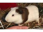 Snuggi, Guinea Pig For Adoption In Salisbury, Massachusetts