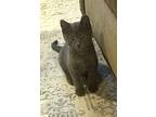 Leo, Domestic Shorthair For Adoption In Whitehall, Pennsylvania