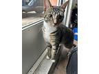 Evie, Domestic Shorthair For Adoption In Ferndale, Michigan