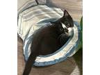 Smudge, Domestic Shorthair For Adoption In Whitehall, Pennsylvania