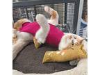 Clementine, Domestic Shorthair For Adoption In Toronto, Ontario