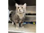 Faith, Domestic Mediumhair For Adoption In Edmonton, Alberta