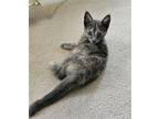 Cloud, Domestic Shorthair For Adoption In Newport, Kentucky