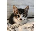 Miley, Domestic Shorthair For Adoption In Knoxville, Tennessee