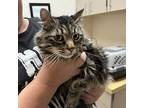 Ellie --bonded Buddy With Theo, Domestic Mediumhair For Adoption In Des Moines