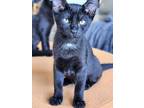 Fender 4351, Domestic Shorthair For Adoption In Bonsall, California