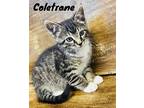 Coletrane, Domestic Shorthair For Adoption In Nashville, Georgia